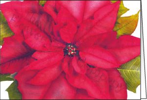 Ref: C126c NEW POINSETTIA